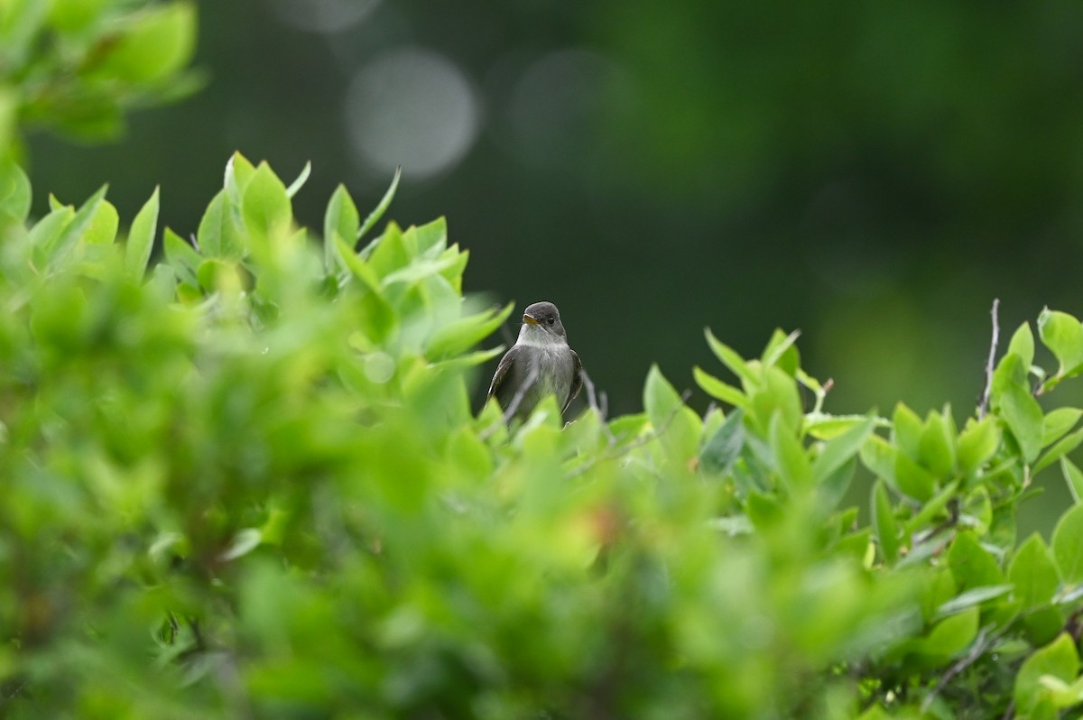 Eastern Wood-Pewee - ML620302051