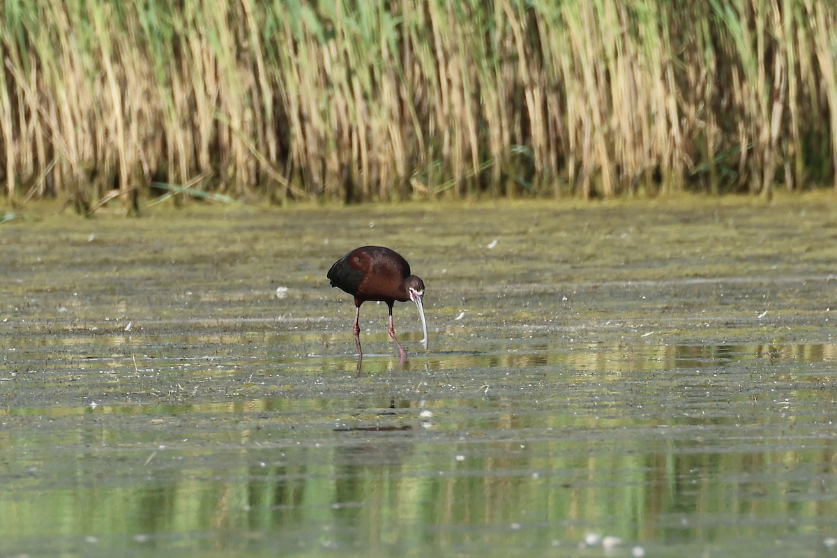 Ibis à face blanche - ML620302052