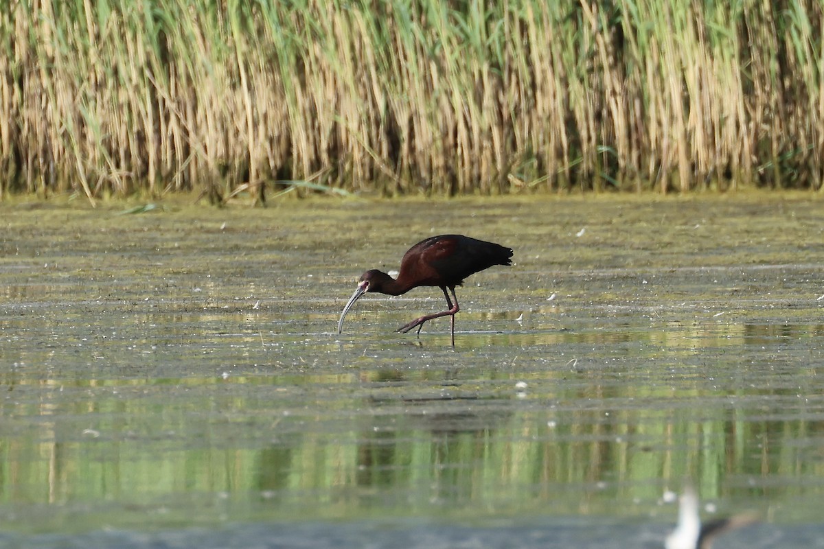 ibis americký - ML620302053