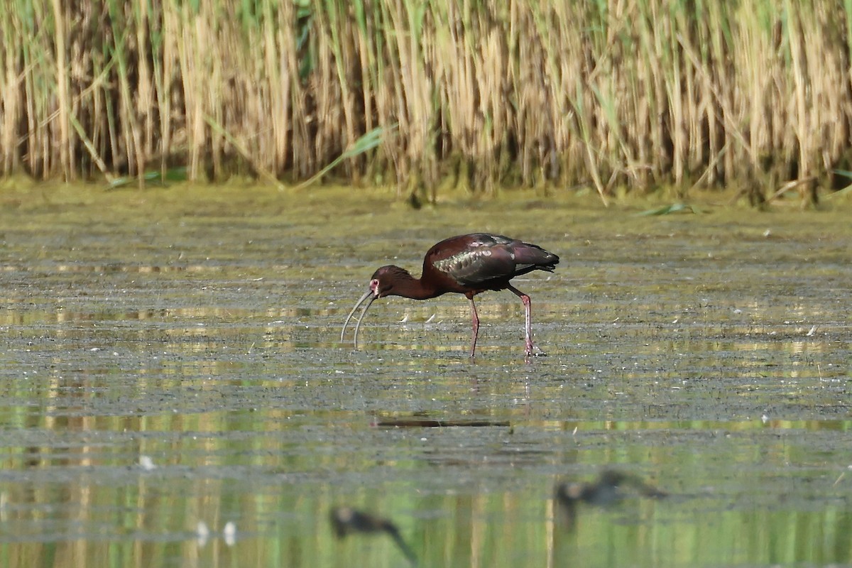 Ibis à face blanche - ML620302056