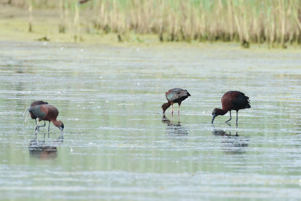 ibis americký - ML620302058