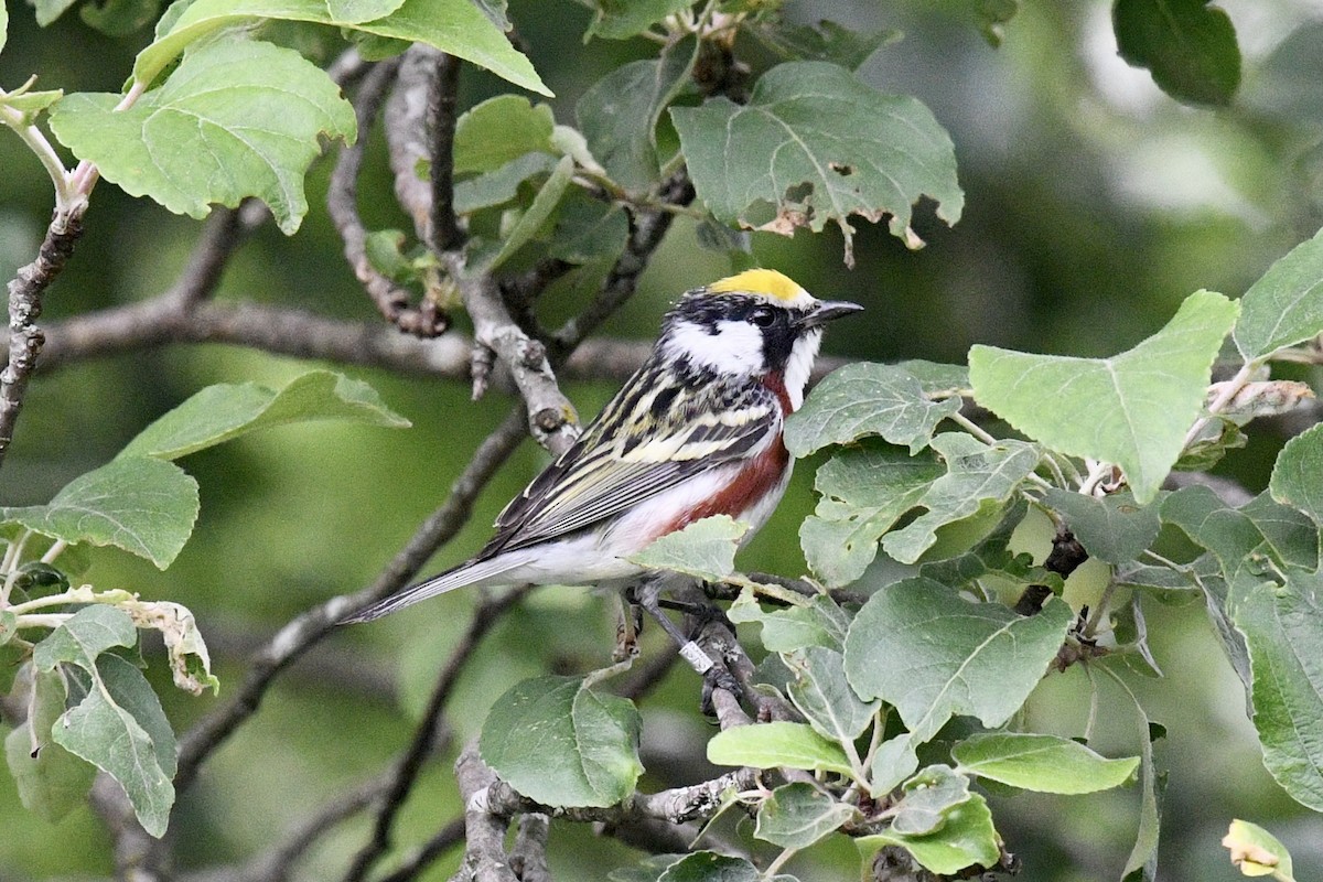 Chestnut-sided Warbler - ML620302059