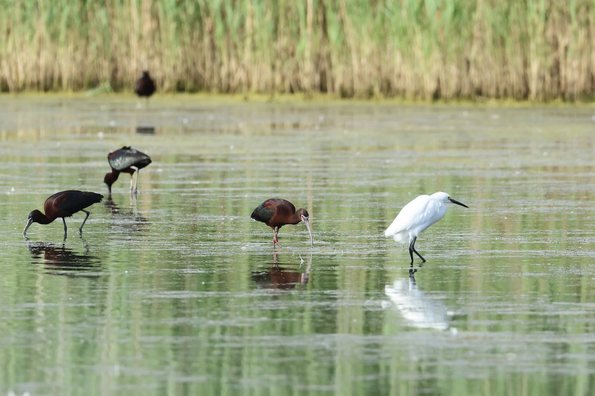 Ibis à face blanche - ML620302064