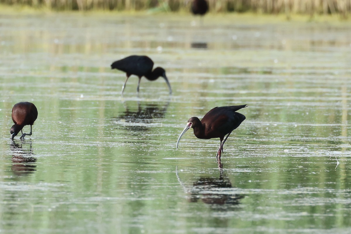 White-faced Ibis - ML620302065