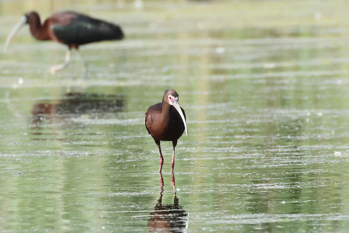 Ibis à face blanche - ML620302067