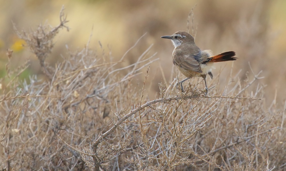 Band-tailed Earthcreeper - ML620302070