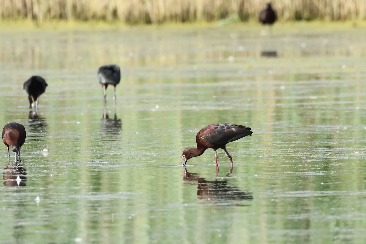 Ibis à face blanche - ML620302071