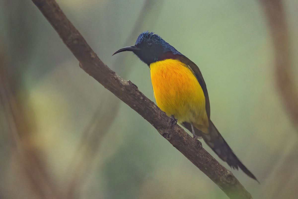 Green-tailed Sunbird - ML620302073