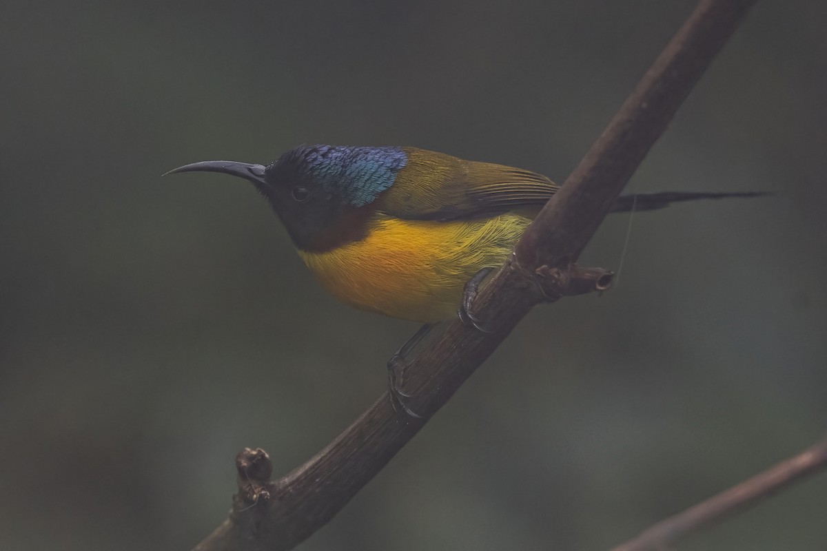 Green-tailed Sunbird - Ngoc Sam Thuong Dang