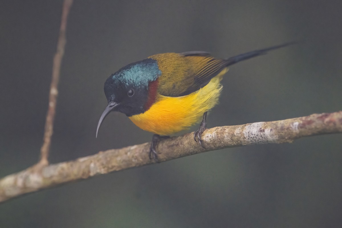 Green-tailed Sunbird - ML620302076