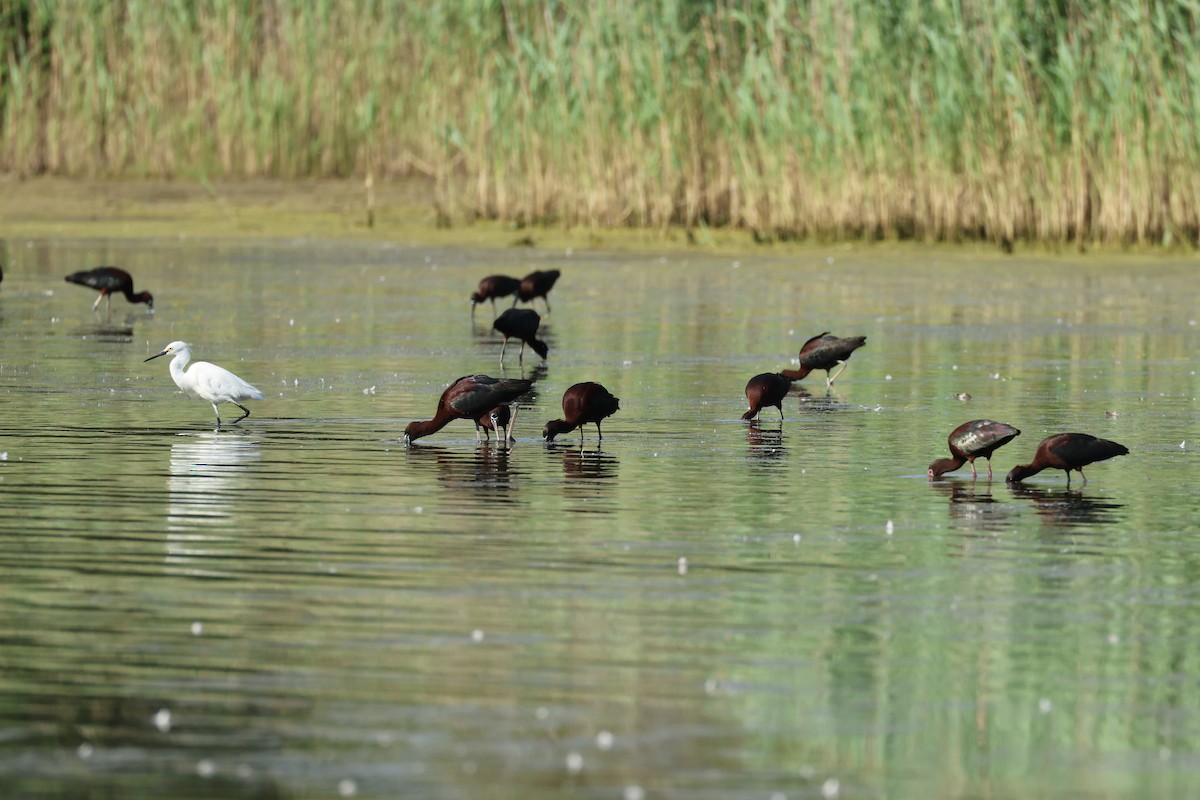 White-faced Ibis - ML620302080