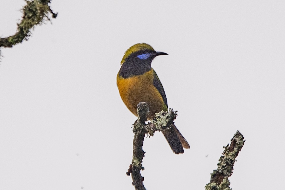 Orange-bellied Leafbird - ML620302082