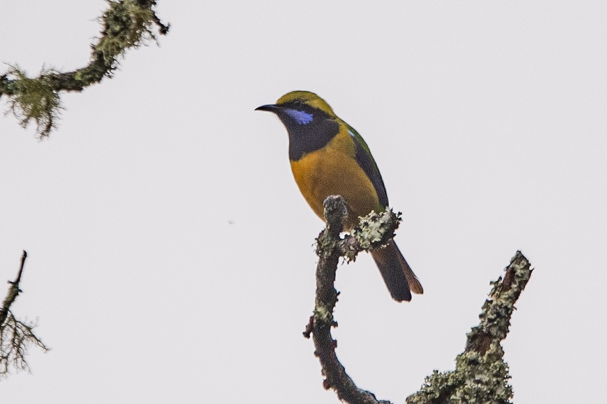 Orange-bellied Leafbird - ML620302083