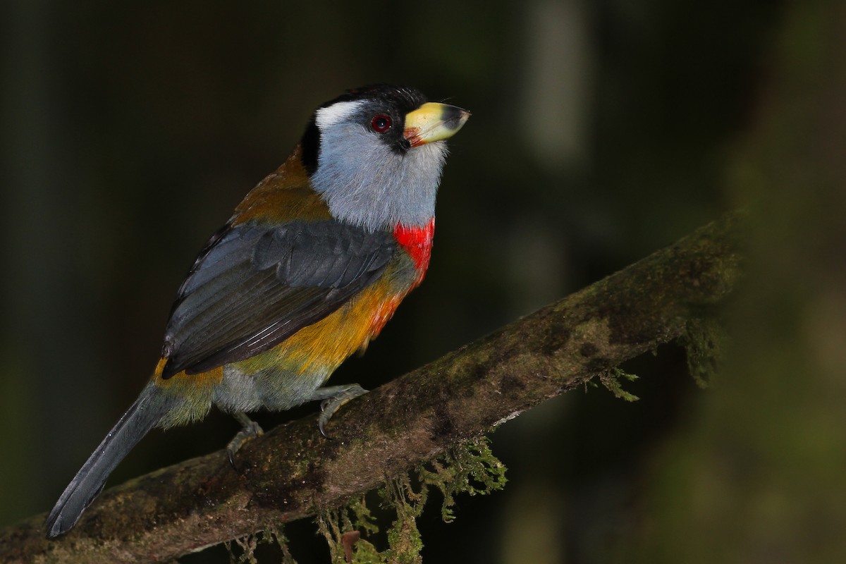 Toucan Barbet - ML620302090