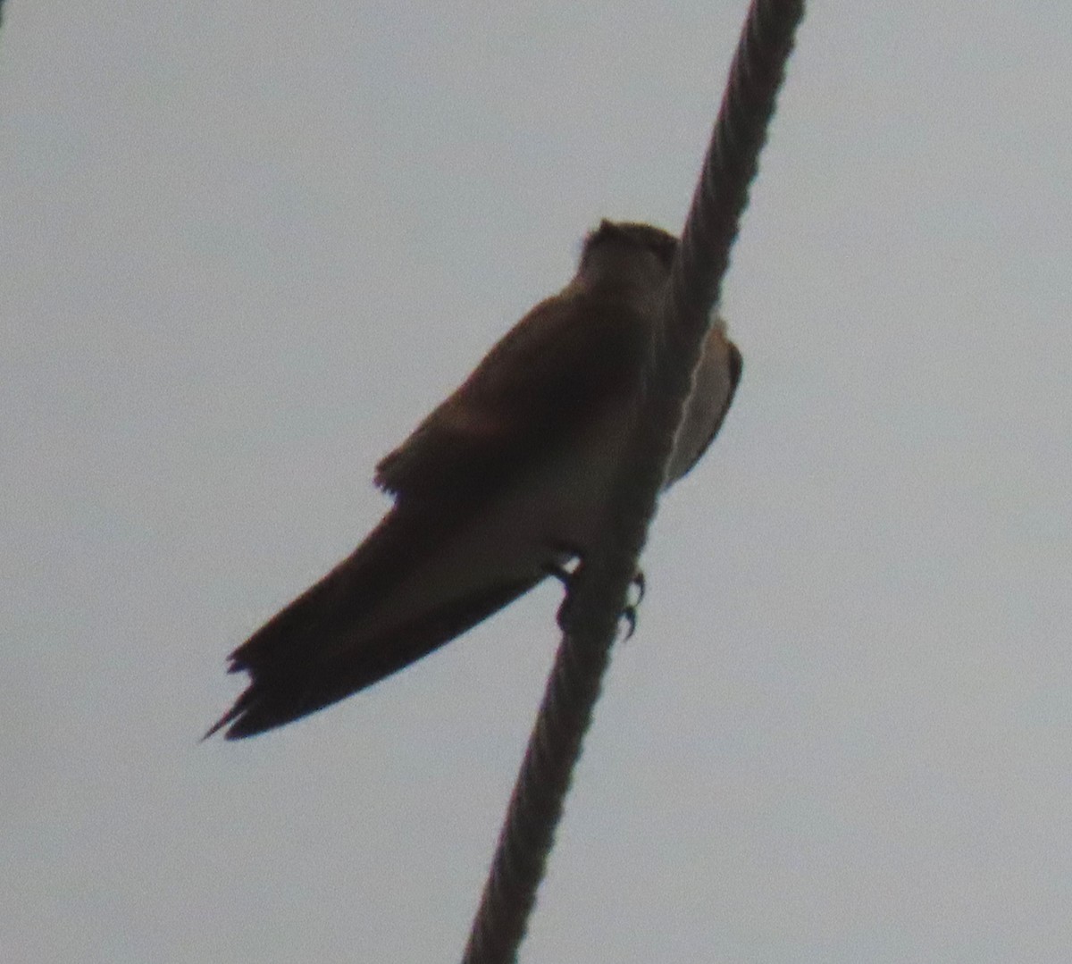 Northern Rough-winged Swallow - ML620302094