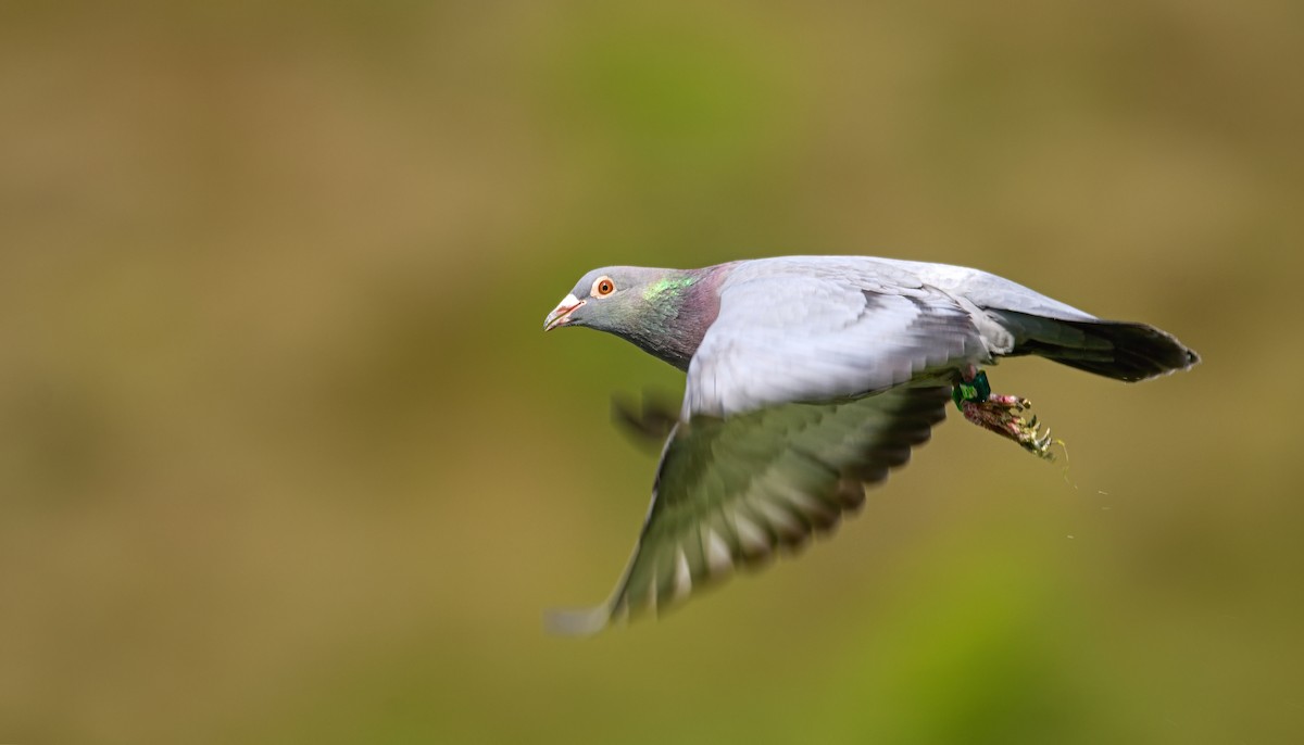 Rock Pigeon (Feral Pigeon) - ML620302097