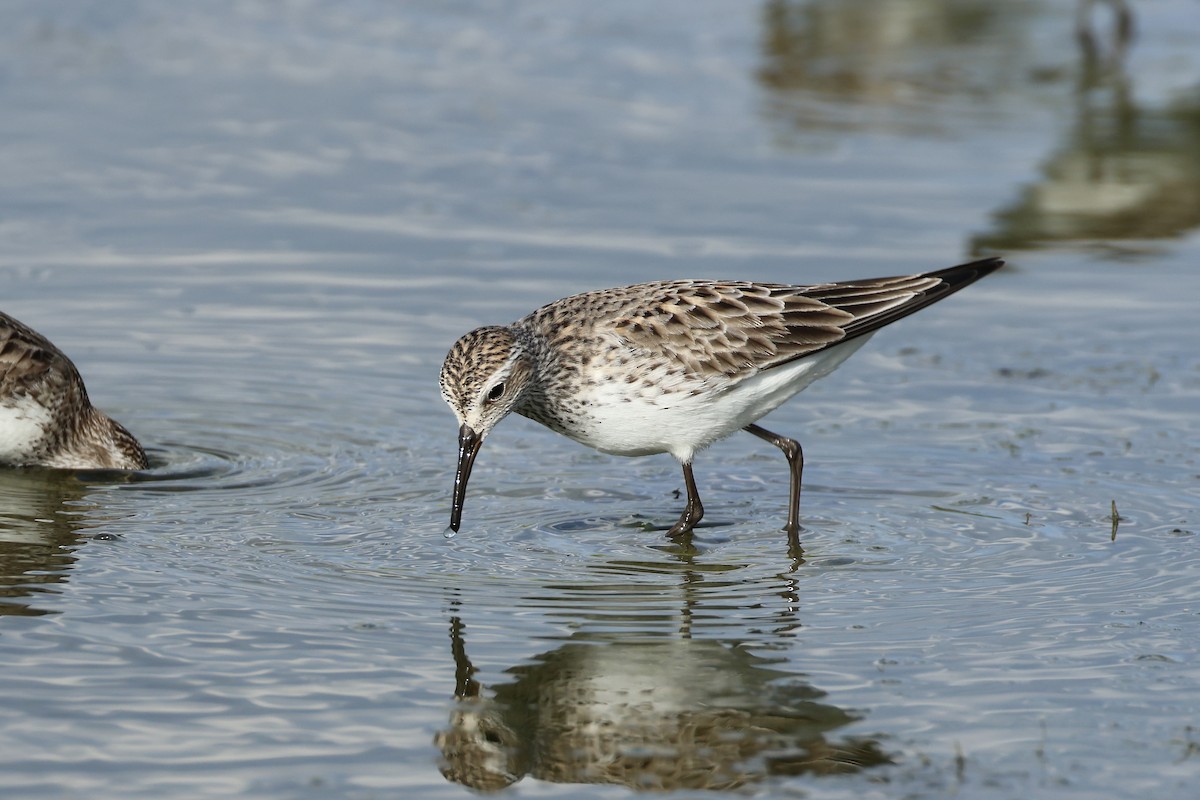 White-rumped Sandpiper - ML620302100