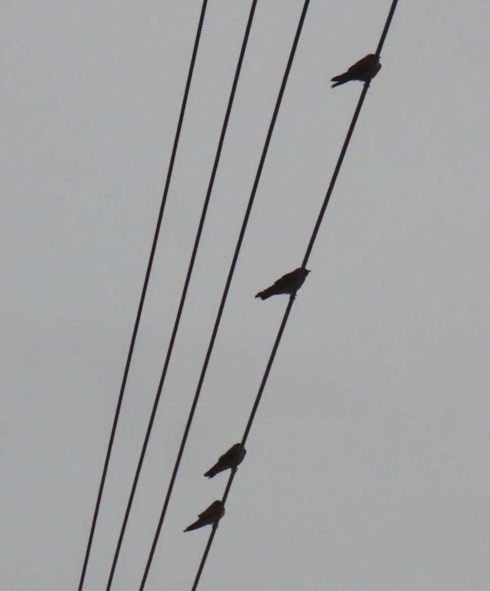 Northern Rough-winged Swallow - ML620302102