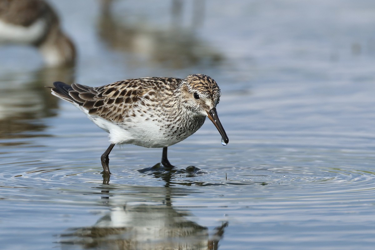 White-rumped Sandpiper - ML620302106