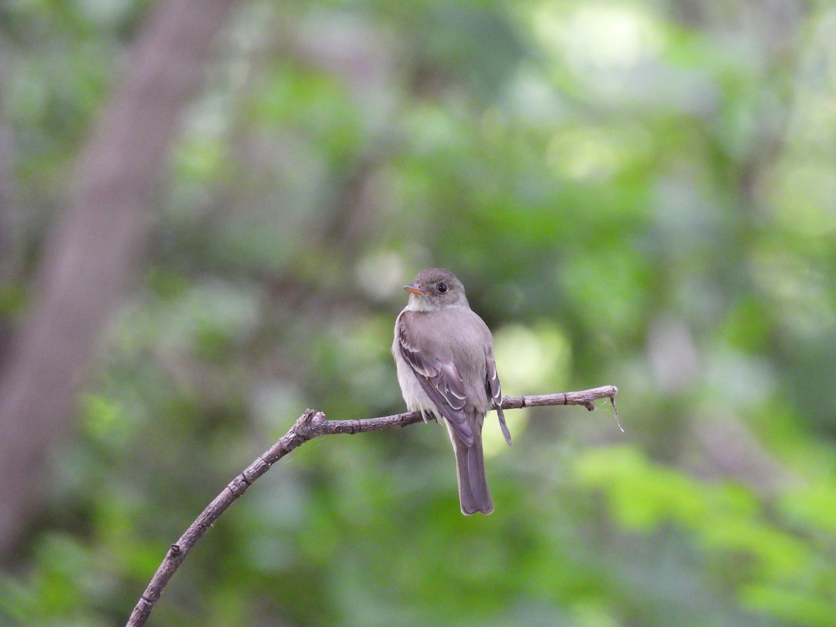 Eastern Wood-Pewee - ML620302110