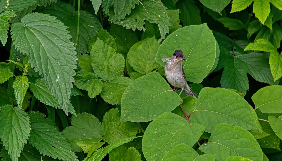 Eurasian Blackcap - ML620302115