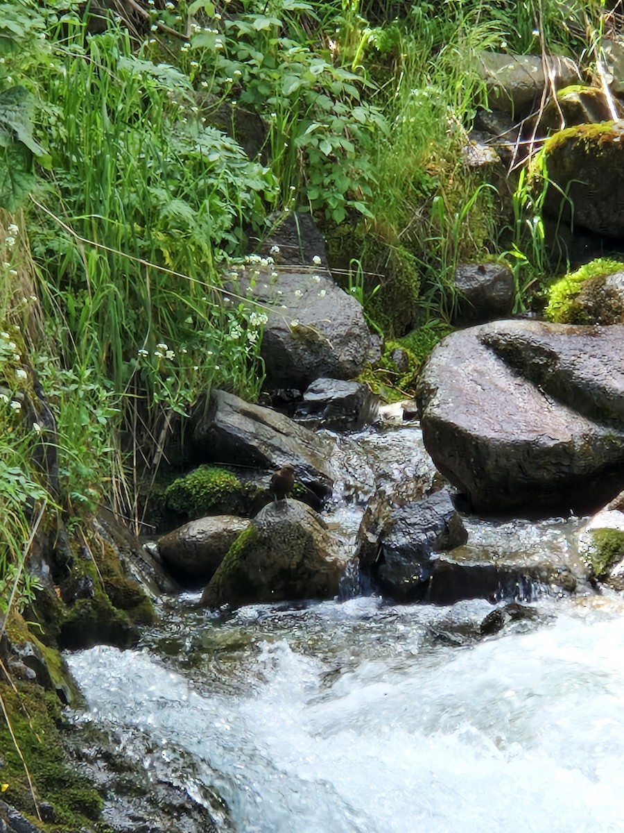 Brown Dipper - ML620302117