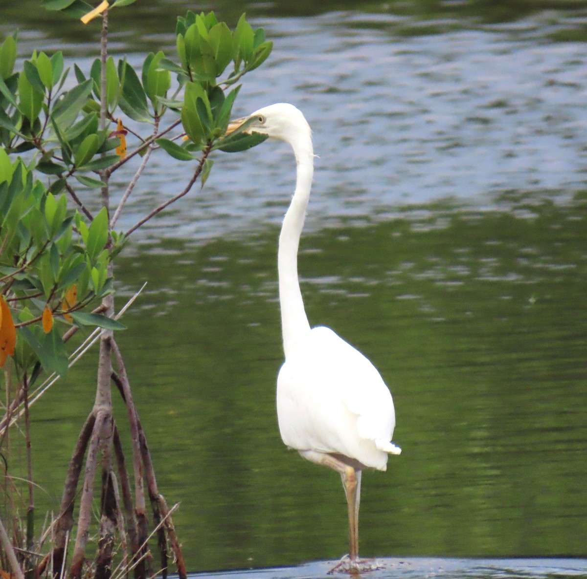 Great Blue Heron (Great White) - ML620302119