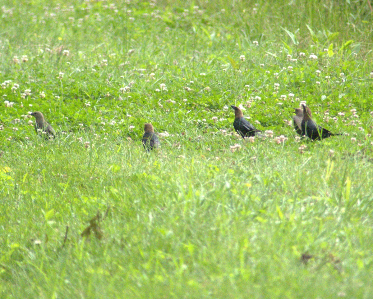 Brown-headed Cowbird - ML620302121