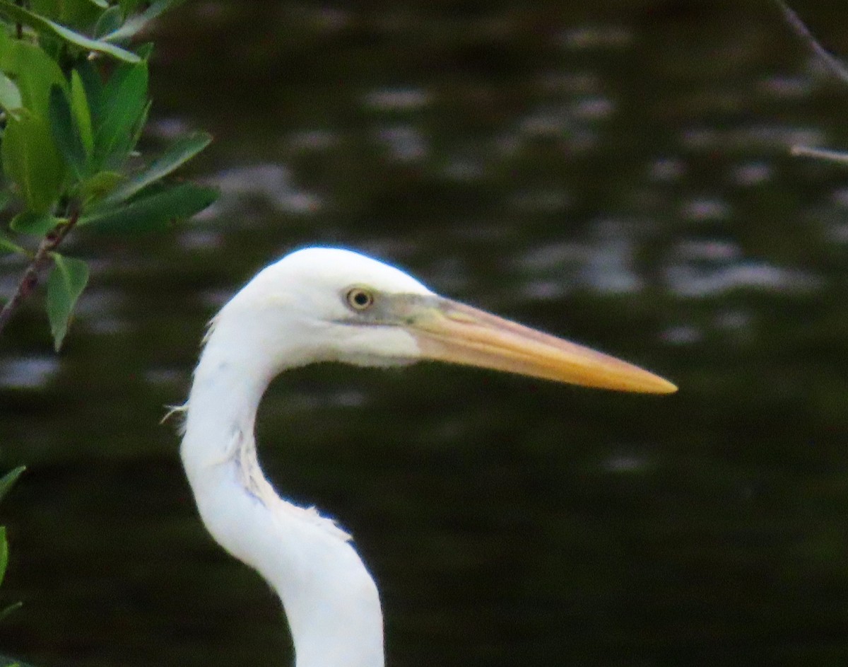 Garza Azulada (occidentalis) - ML620302122