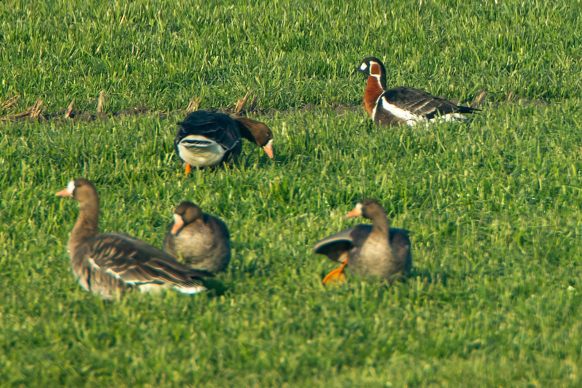 Red-breasted Goose - ML620302123