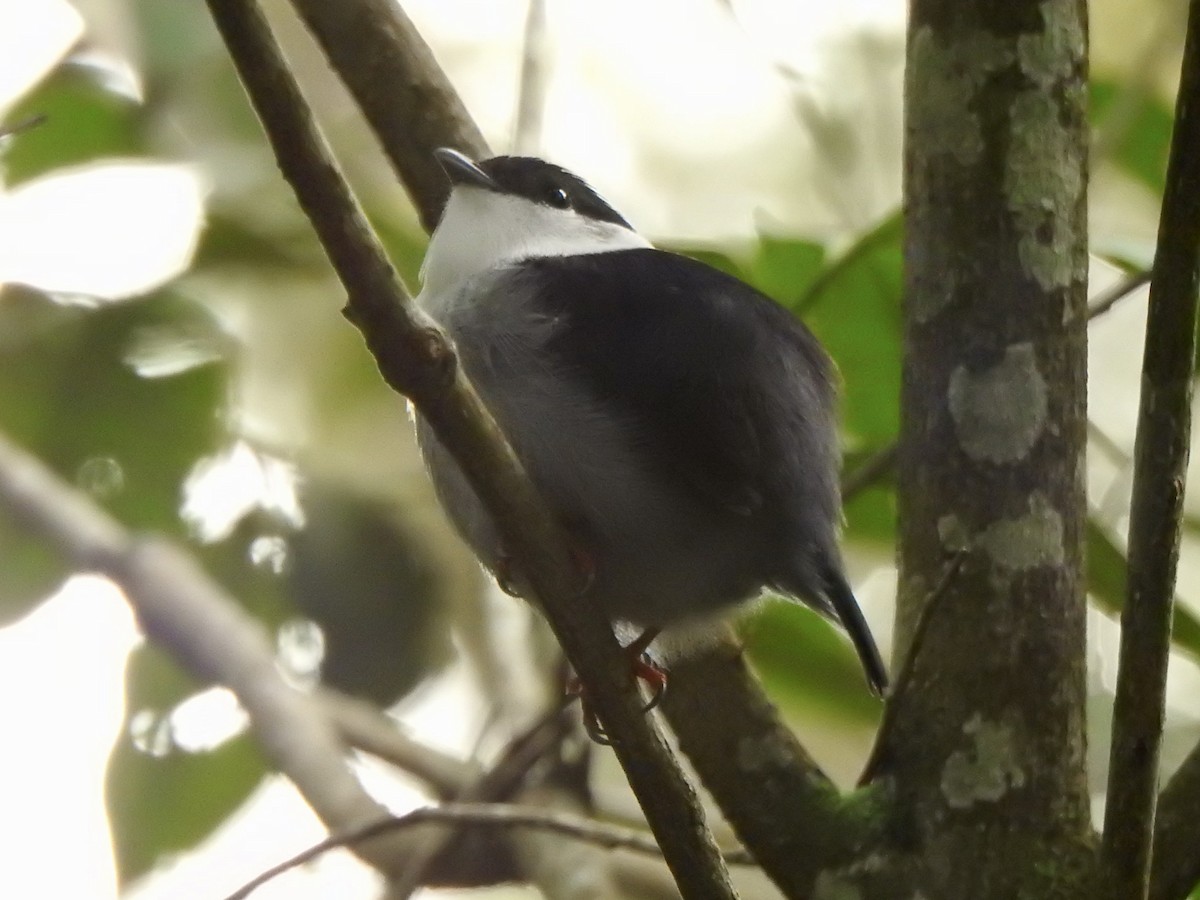 White-bearded Manakin - ML620302127