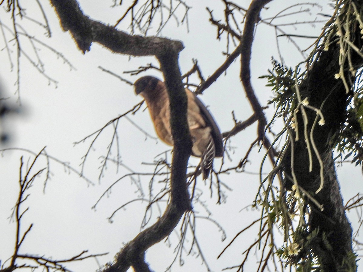 Collared Forest-Falcon - ML620302129