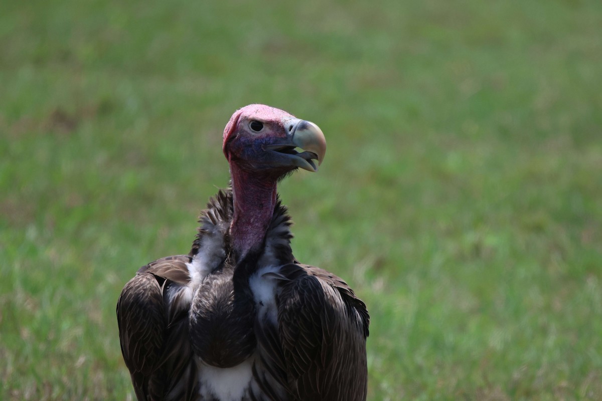 Lappet-faced Vulture - ML620302131