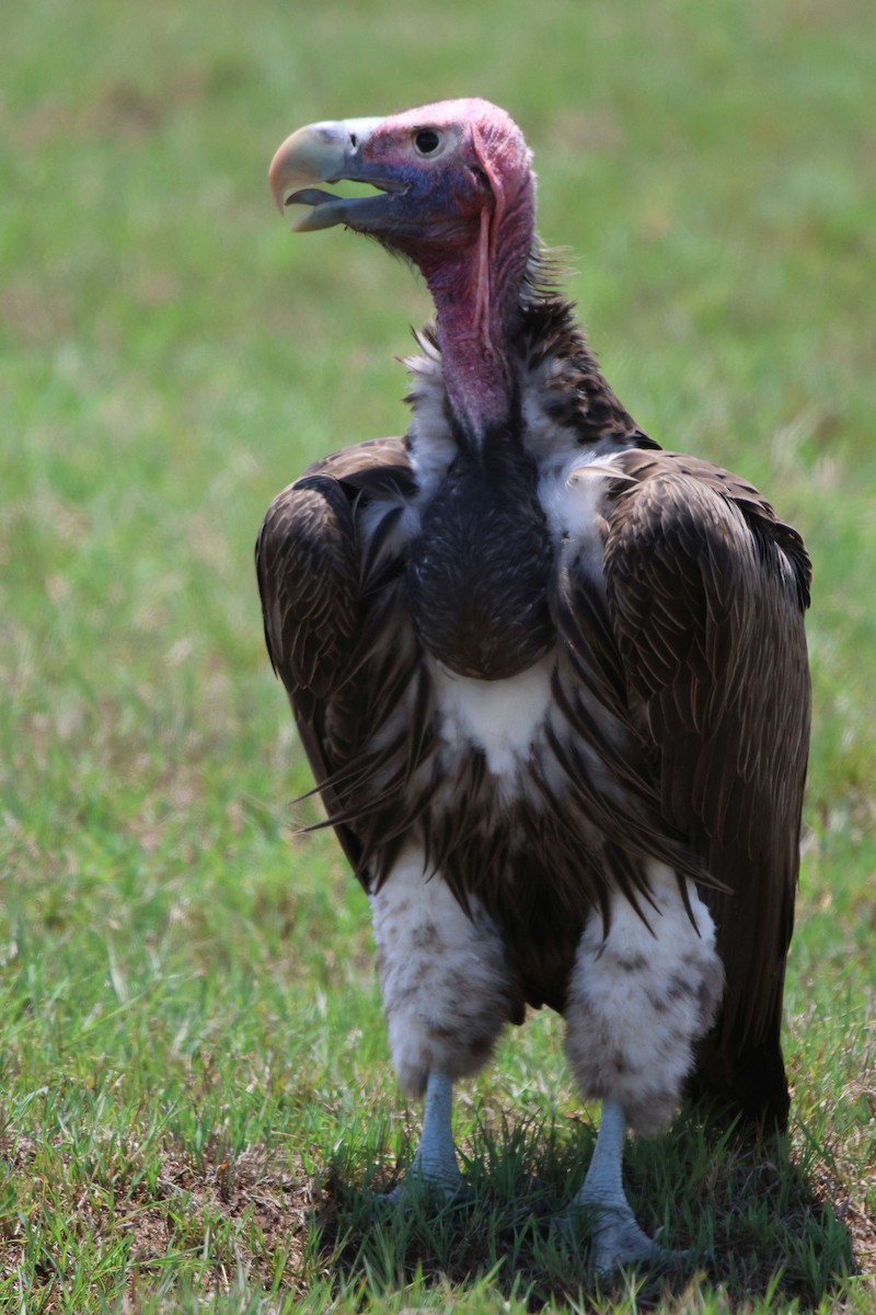 Lappet-faced Vulture - ML620302132