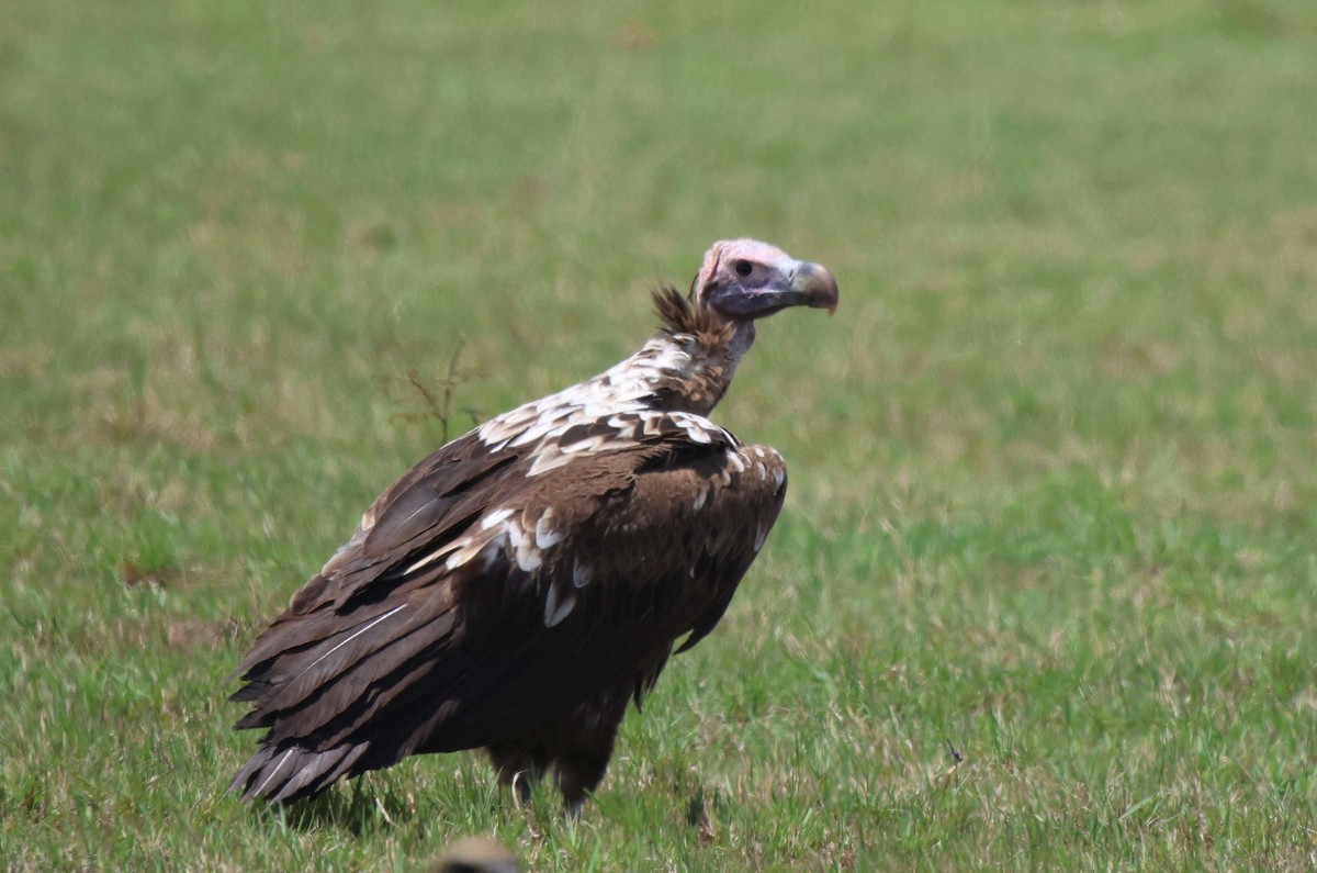 Lappet-faced Vulture - ML620302133