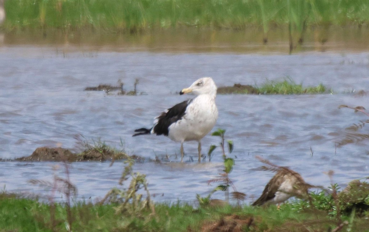 Lesser Black-backed Gull - ML620302147