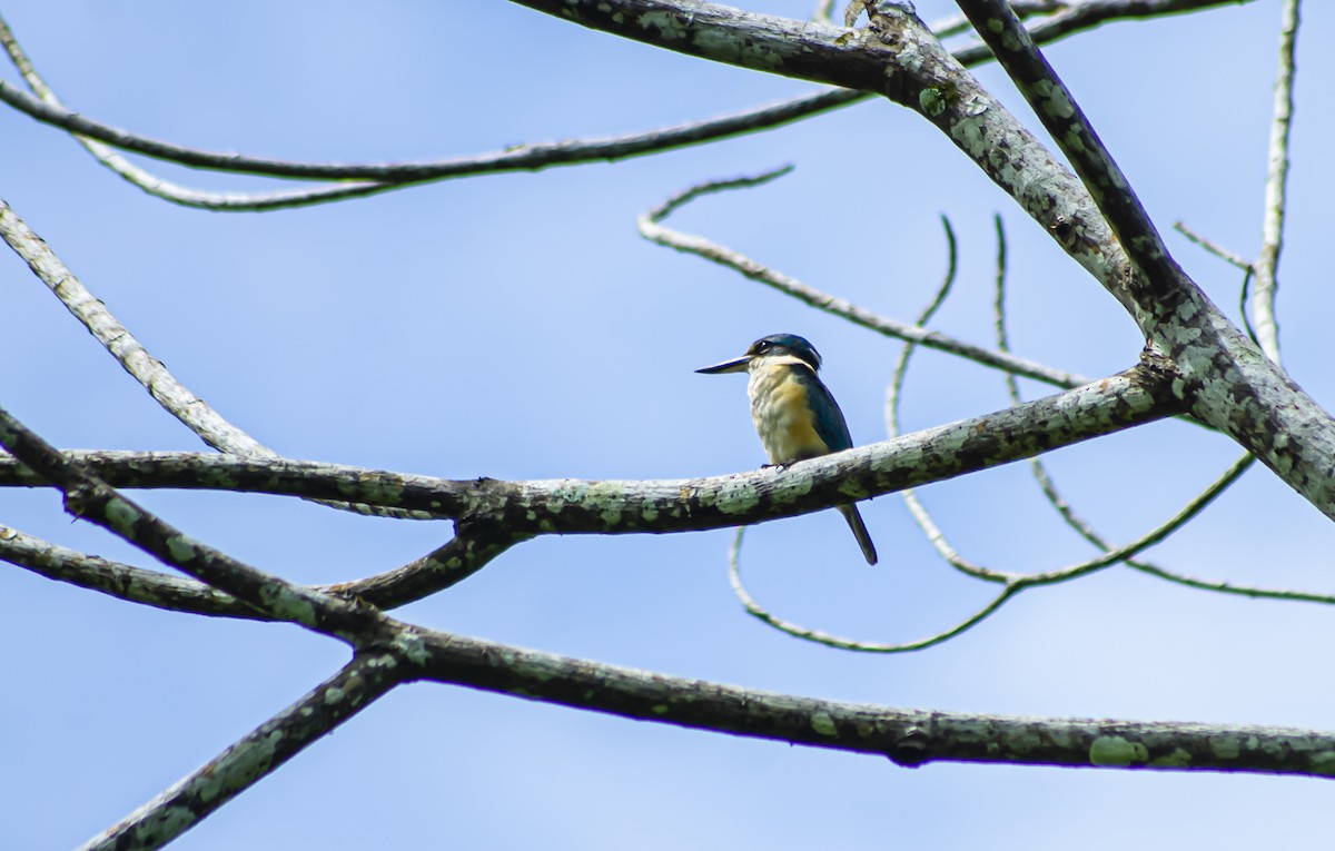 Sacred Kingfisher - ML620302149