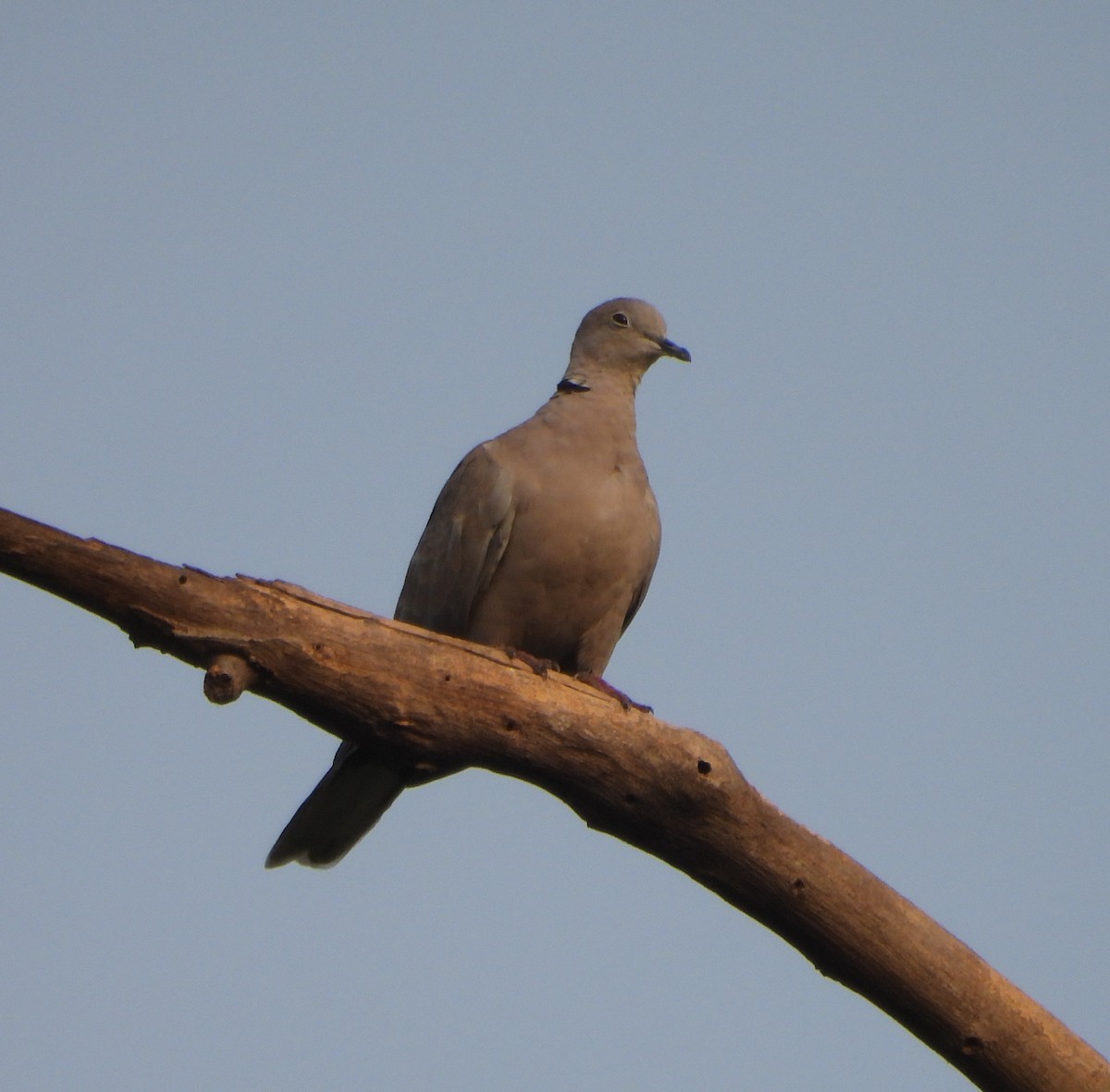 Eurasian Collared-Dove - ML620302151