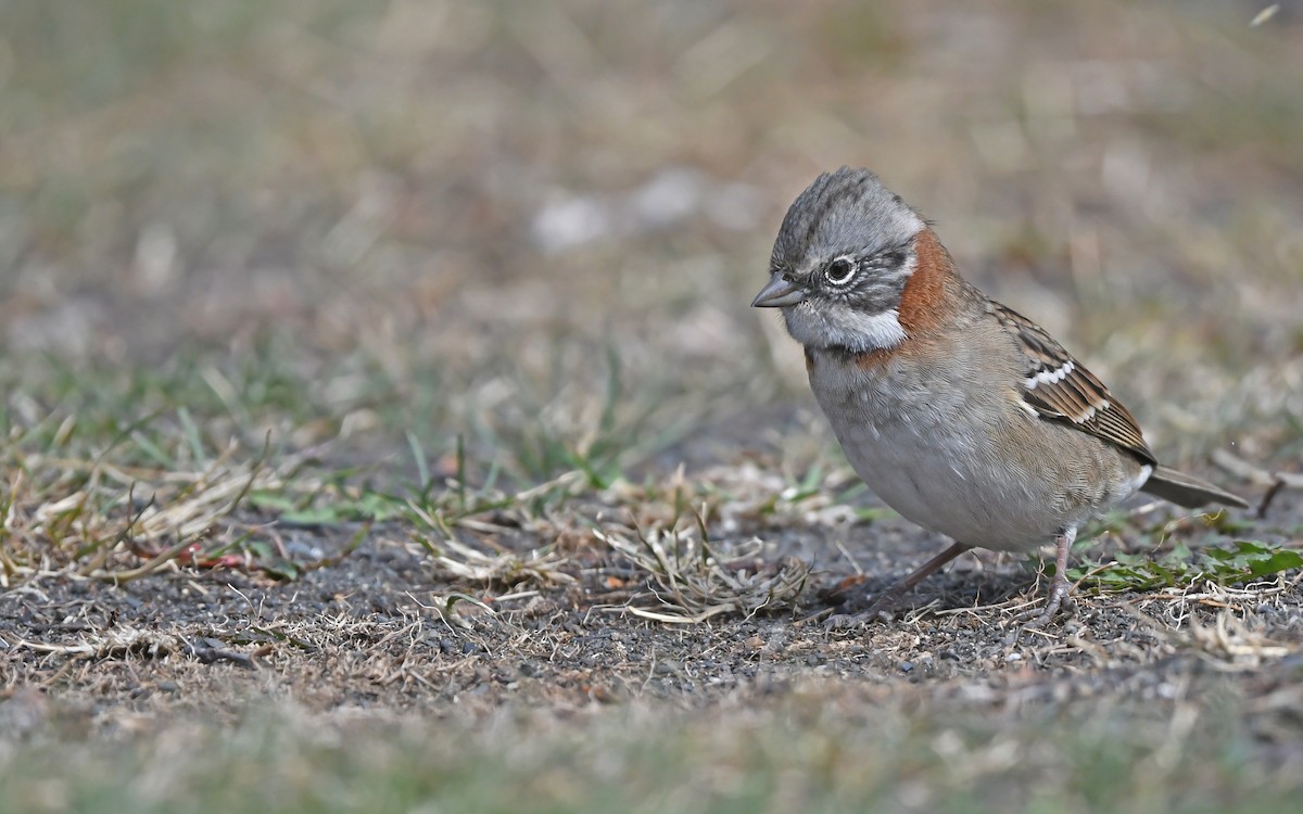Rufous-collared Sparrow - ML620302155