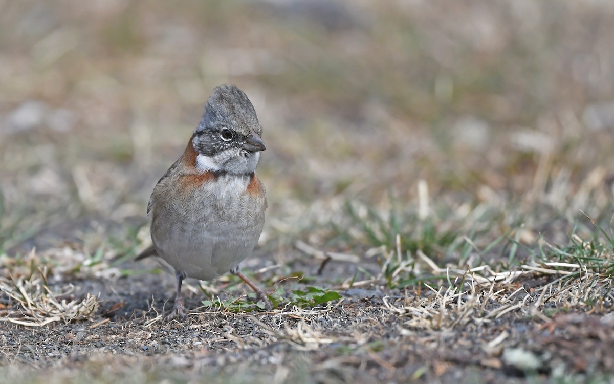 Rufous-collared Sparrow - ML620302156