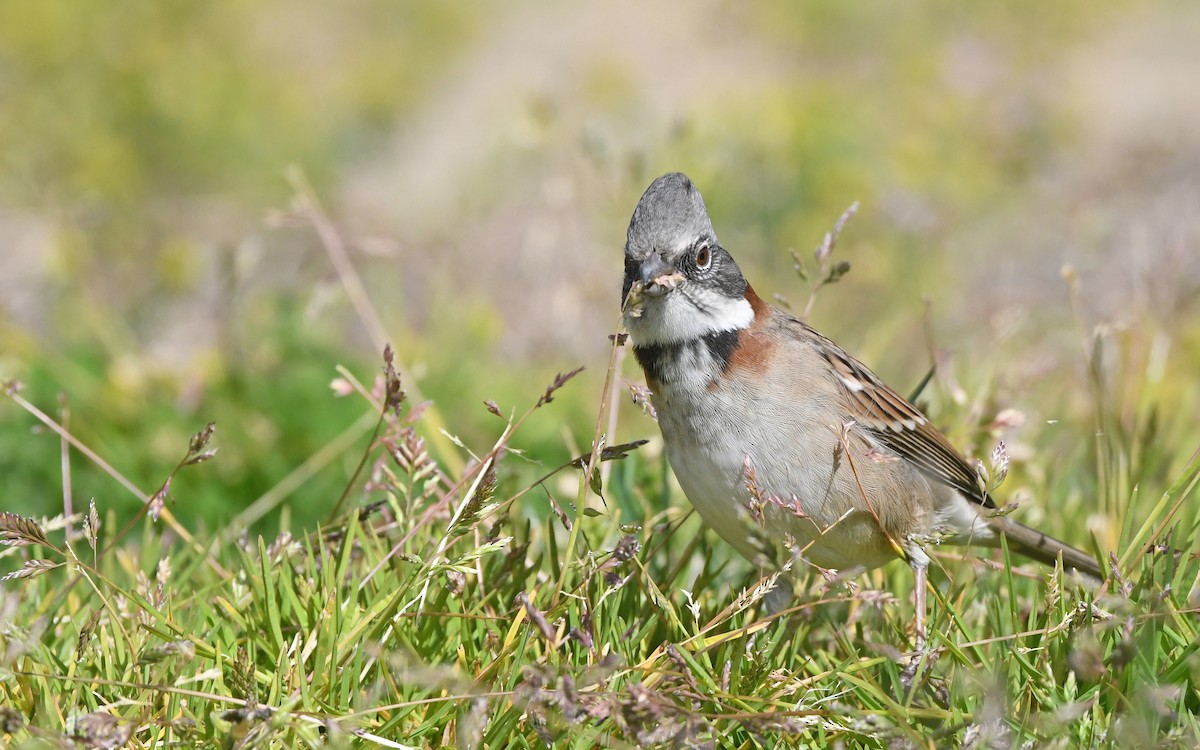 Rufous-collared Sparrow - ML620302158