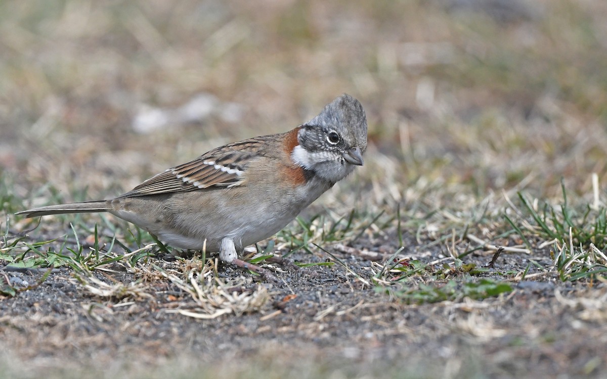 Rufous-collared Sparrow - ML620302159