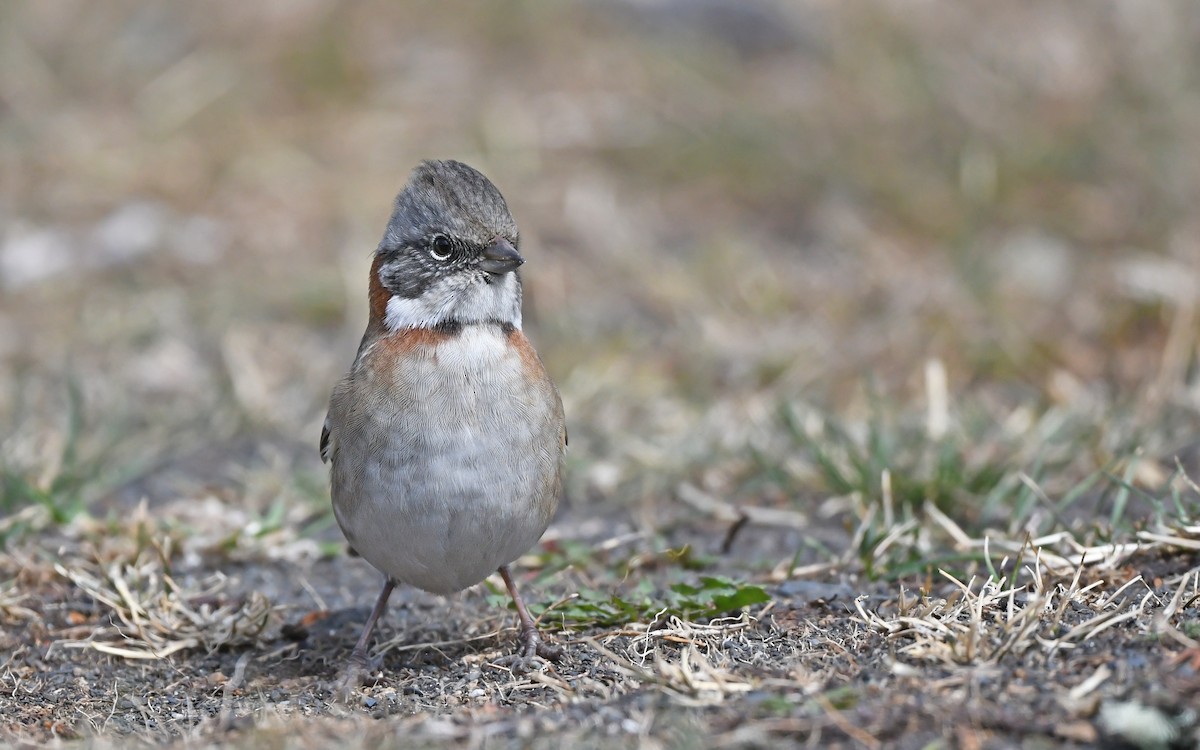 Rufous-collared Sparrow - ML620302160