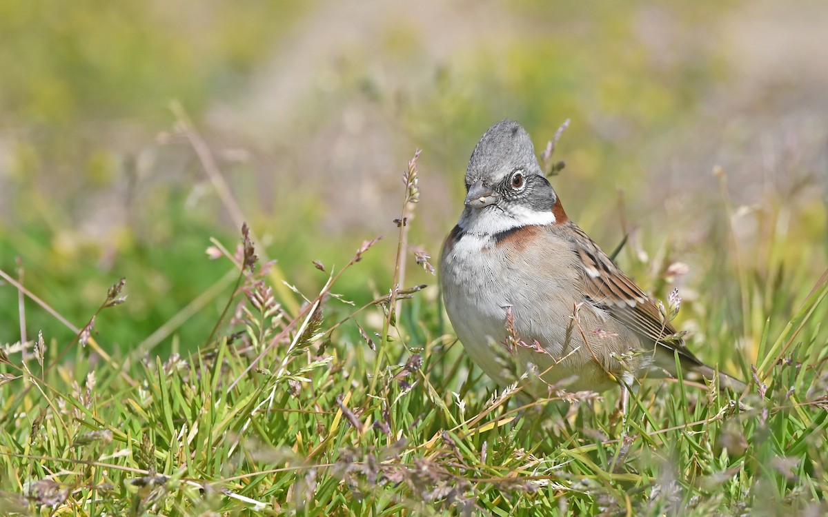 Rufous-collared Sparrow - ML620302161