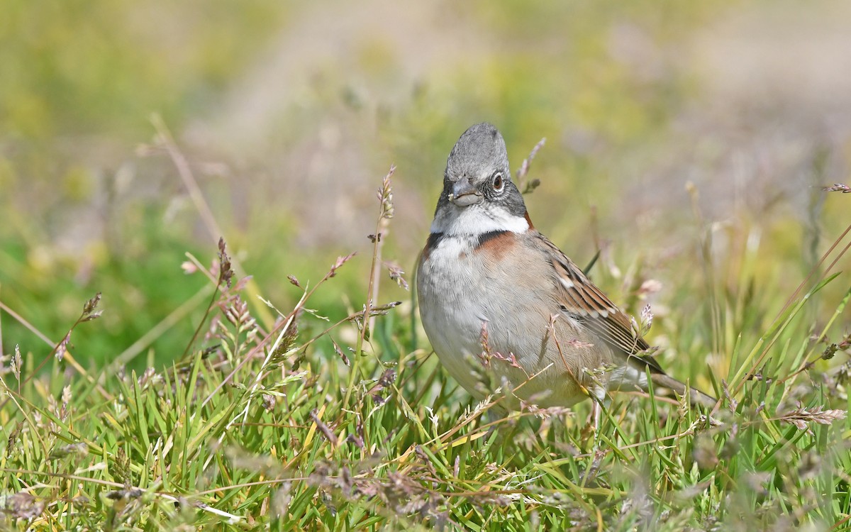 Rufous-collared Sparrow - ML620302162