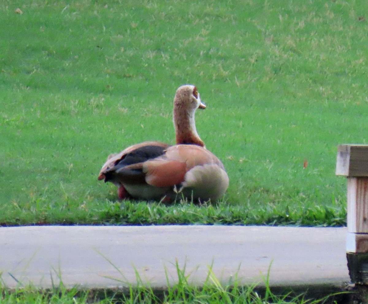 Egyptian Goose - ML620302165