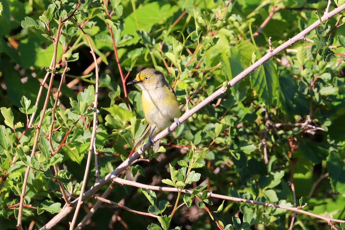 Ak Gözlü Vireo - ML620302167