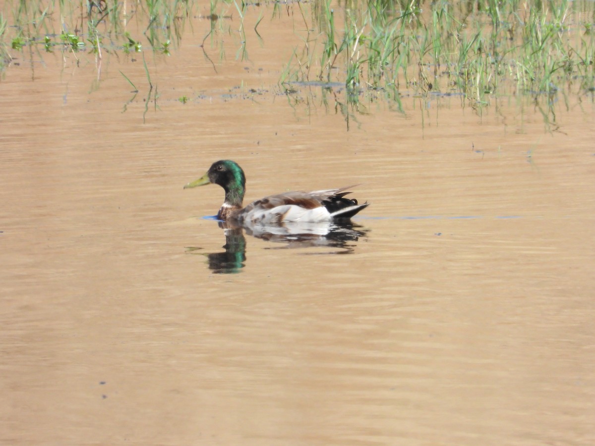 Canard colvert - ML620302171