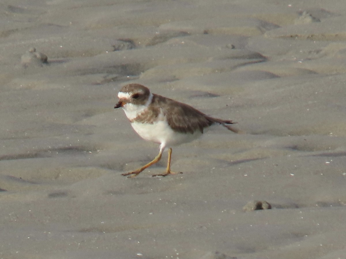 Semipalmated Plover - ML620302173