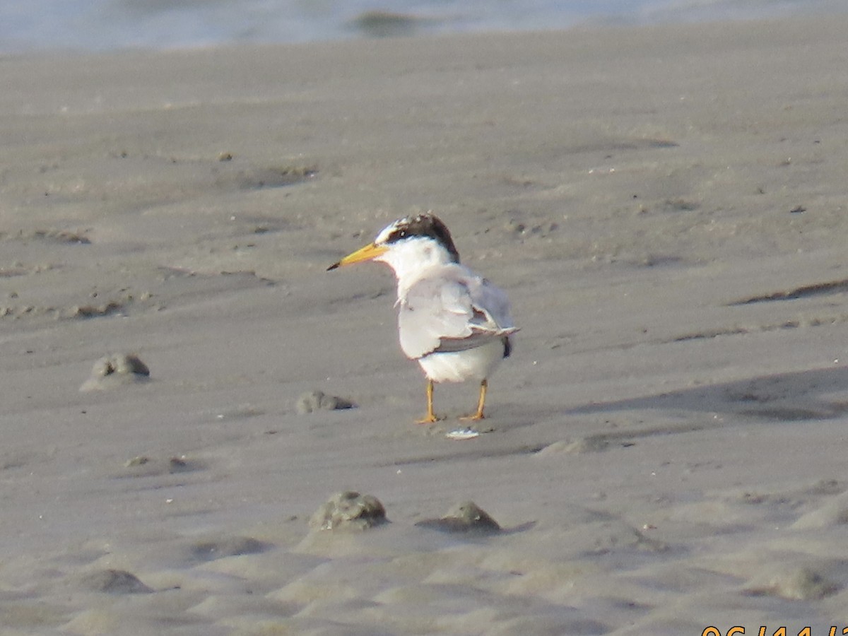 Least Tern - ML620302179